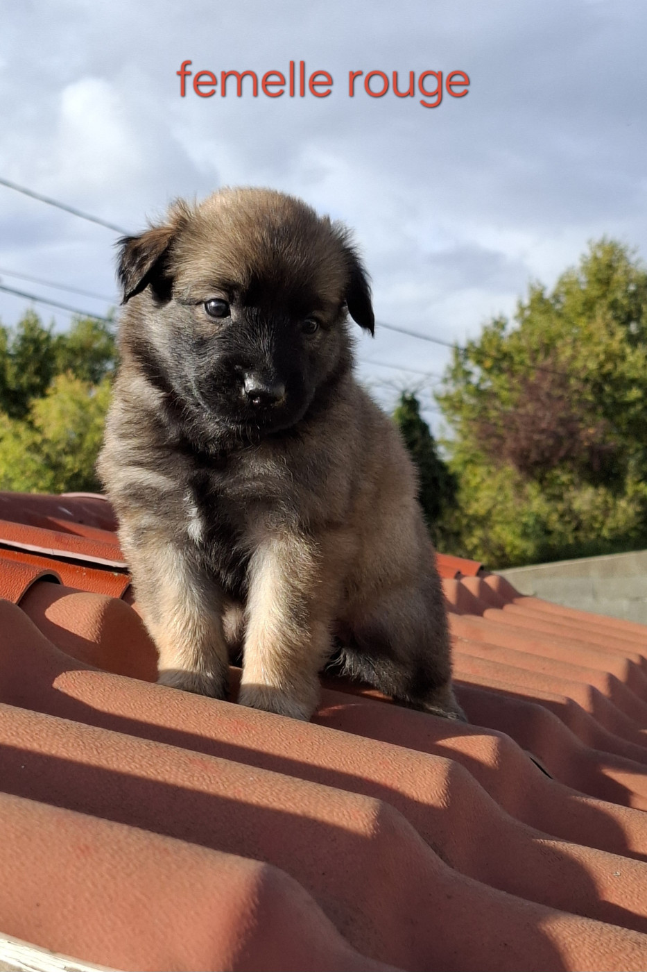 Du Clos Charmoissy - Chiots disponibles - Berger Belge