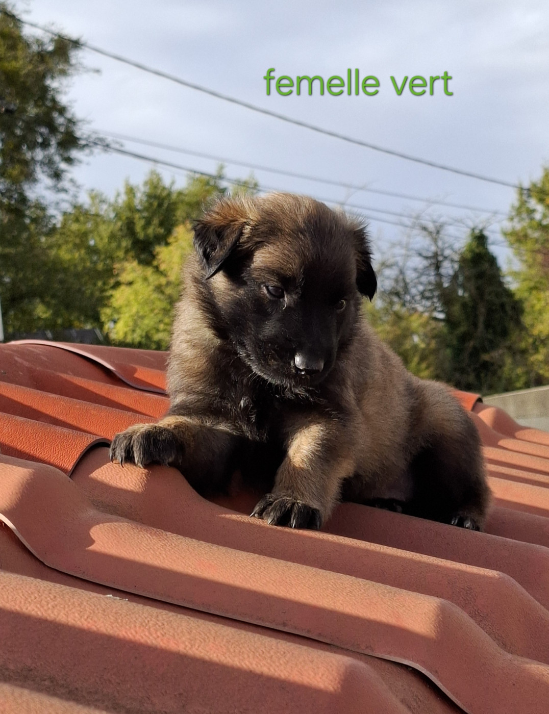Du Clos Charmoissy - Chiots disponibles - Berger Belge