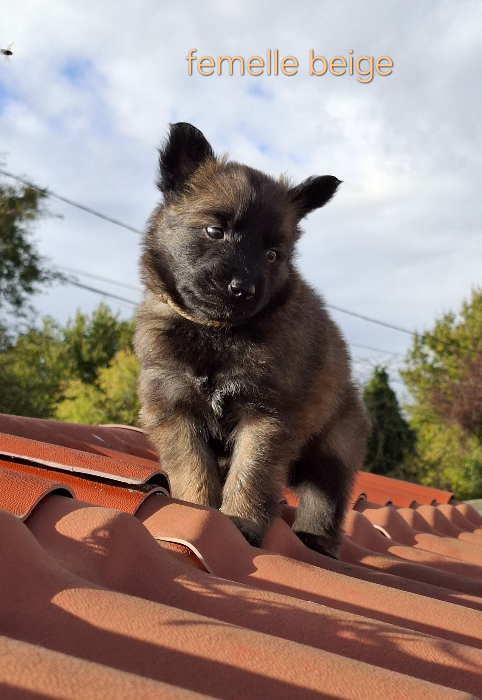 Du Clos Charmoissy - Chiots disponibles - Berger Belge