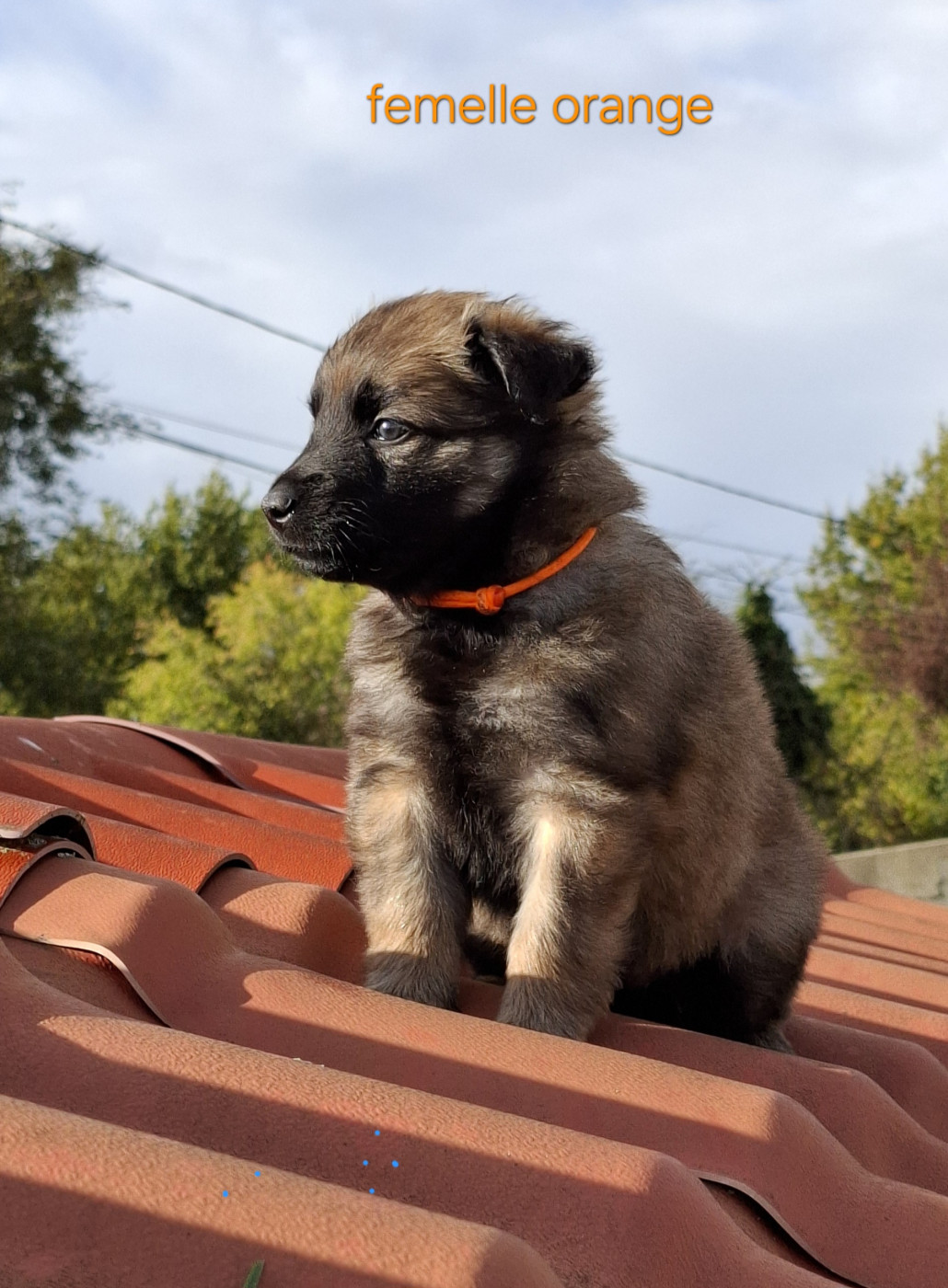 Du Clos Charmoissy - Chiots disponibles - Berger Belge