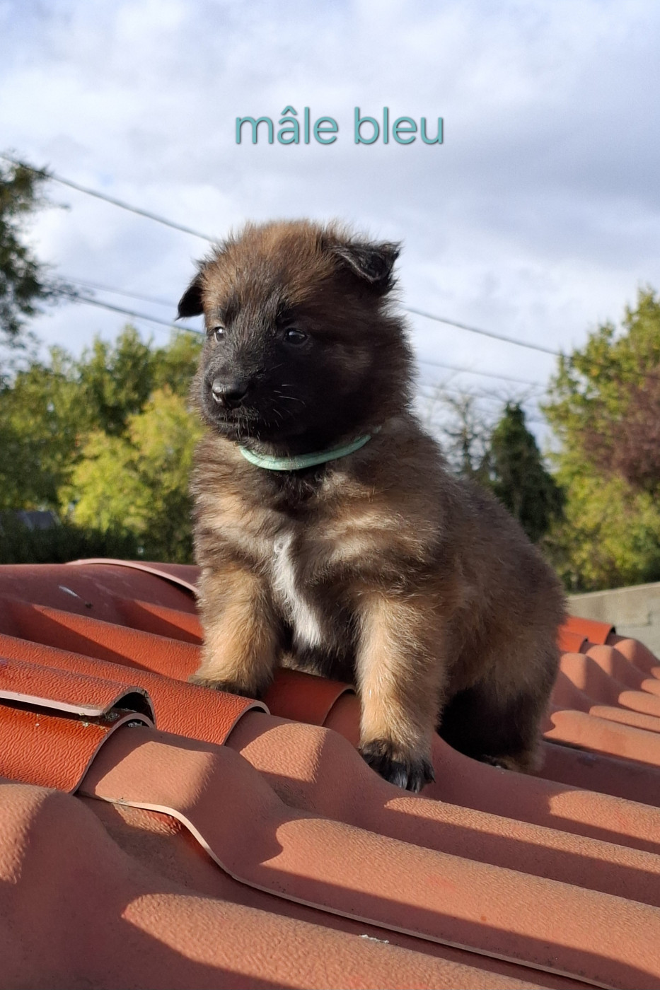 Du Clos Charmoissy - Chiots disponibles - Berger Belge