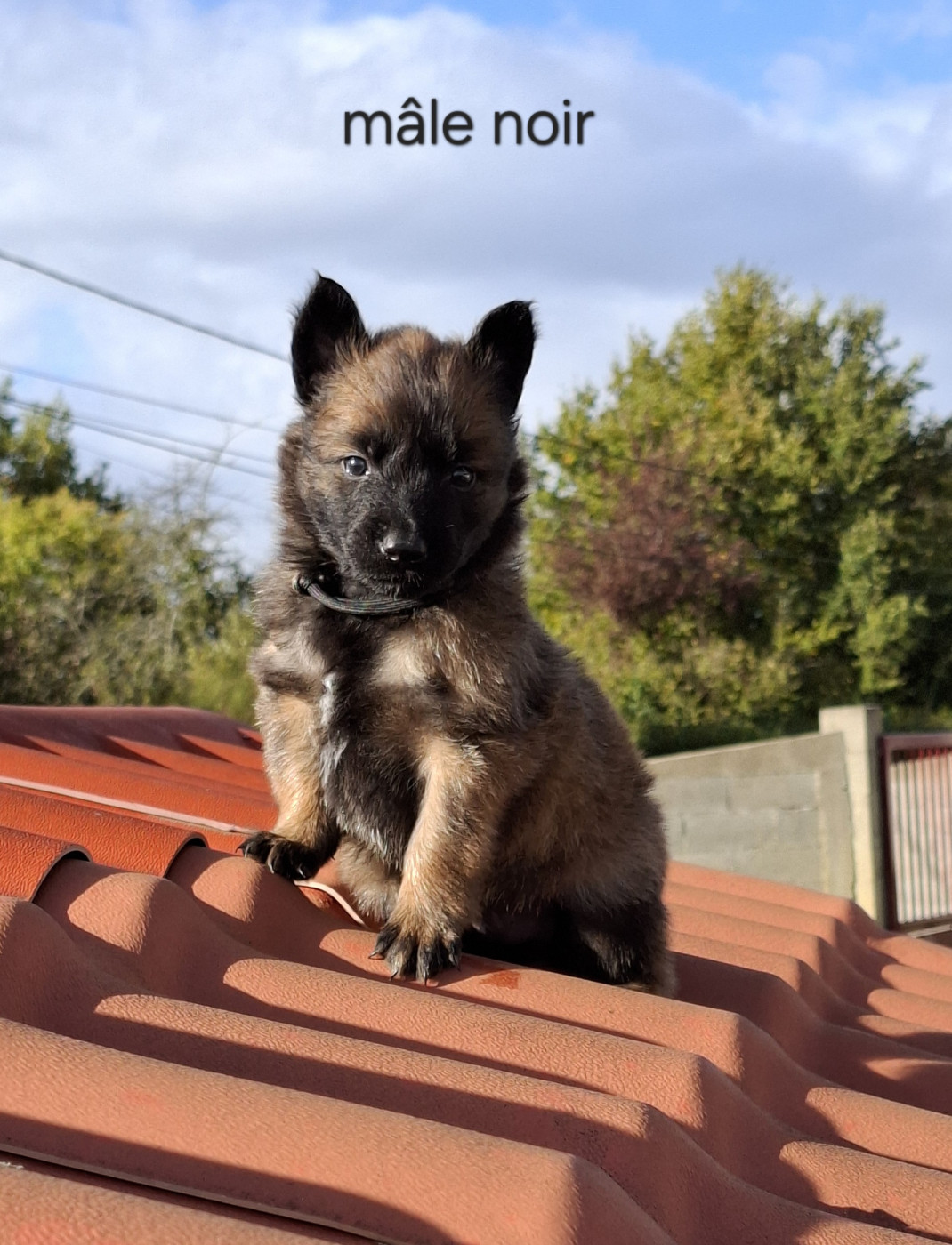 Du Clos Charmoissy - Chiots disponibles - Berger Belge